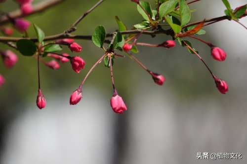 植物图鉴：垂丝海棠