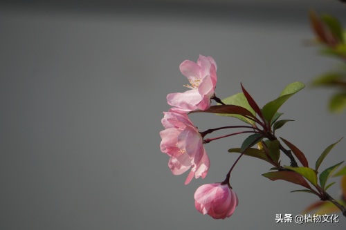 植物图鉴：垂丝海棠