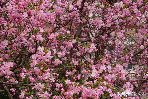 植物图鉴：垂丝海棠