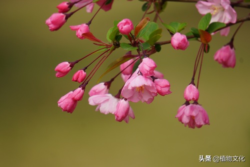 植物图鉴：垂丝海棠