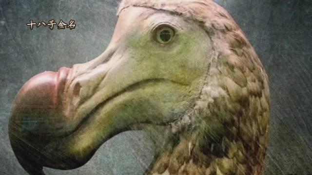 渡渡鸟灭绝的原因?……