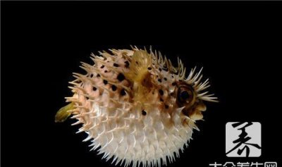 ​河豚的营养价值,河豚鱼的营养价值及功效