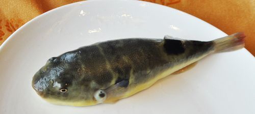 河豚的营养价值与功效
