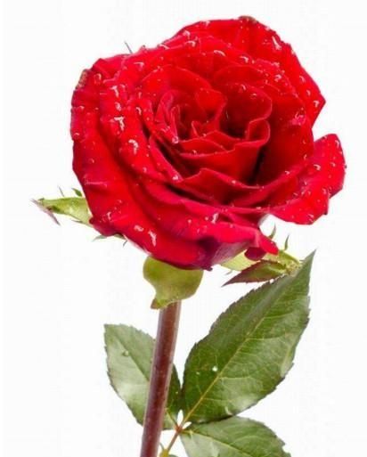 送玫瑰花朵数的含义,微信表情送玫瑰朵数的含义?图3