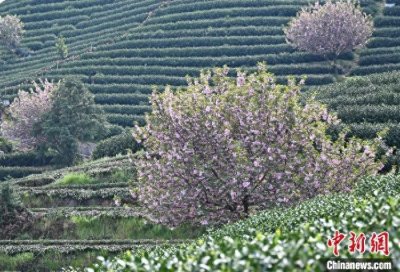 浙江杭州:樱花点缀茶园春色