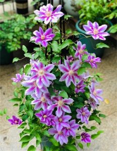 ​适合新手养殖的铁线莲 —经典，皮实好养，丰花勤花，花朵又大又美