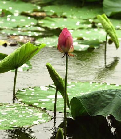 梅雨时节家家雨全诗