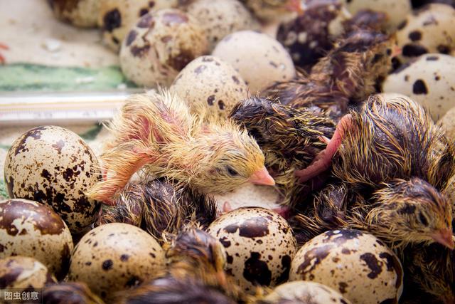 鹌鹑的养殖技术（肉质鲜嫩的鹌鹑）(3)