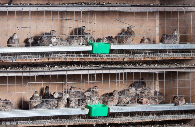 鹌鹑的养殖技术（肉质鲜嫩的鹌鹑）(4)