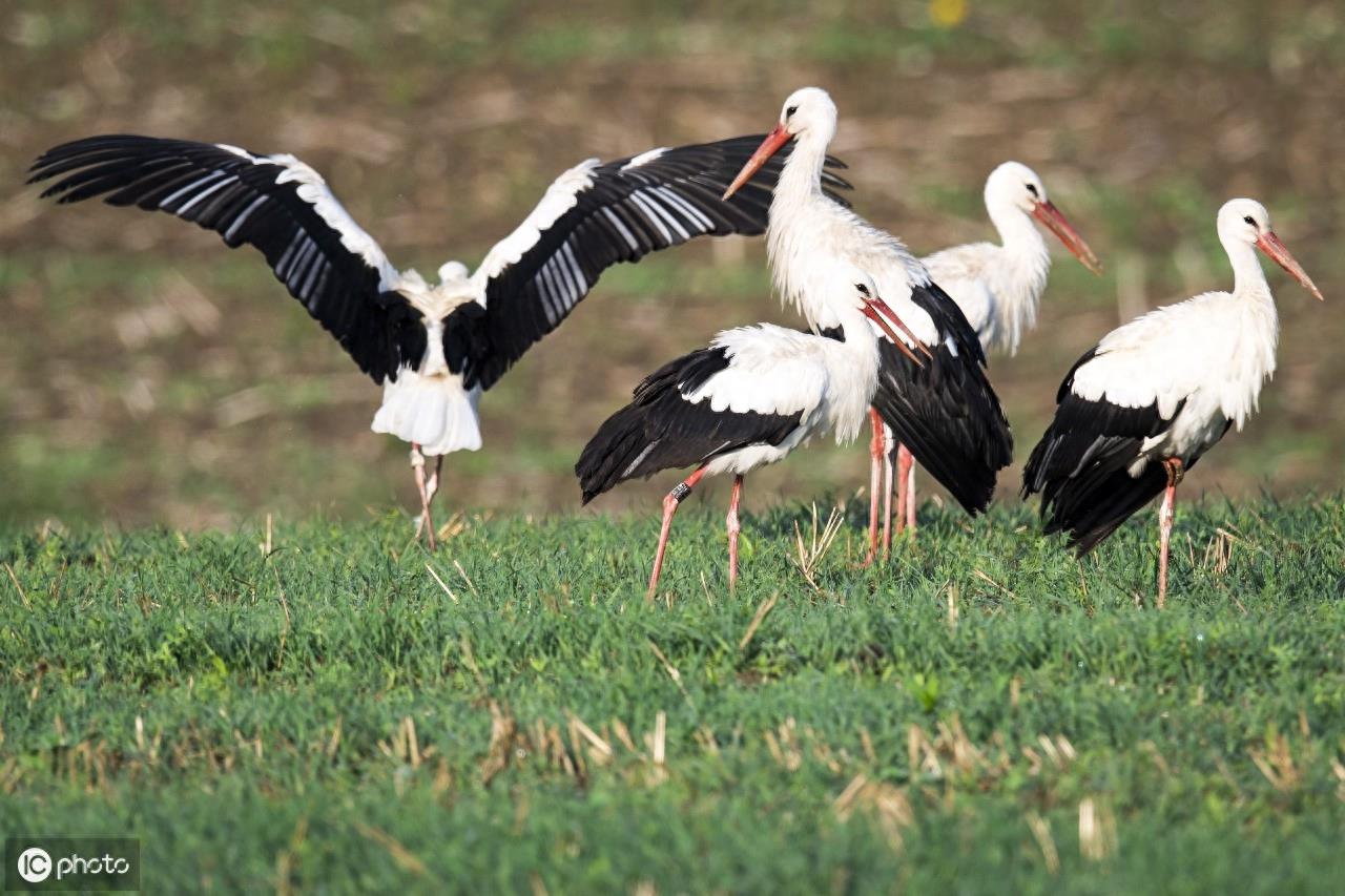 在欧洲，人们称白鹳称为“送子鸟”