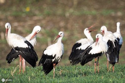 ​在欧洲，人们称白鹳称为“送子鸟”