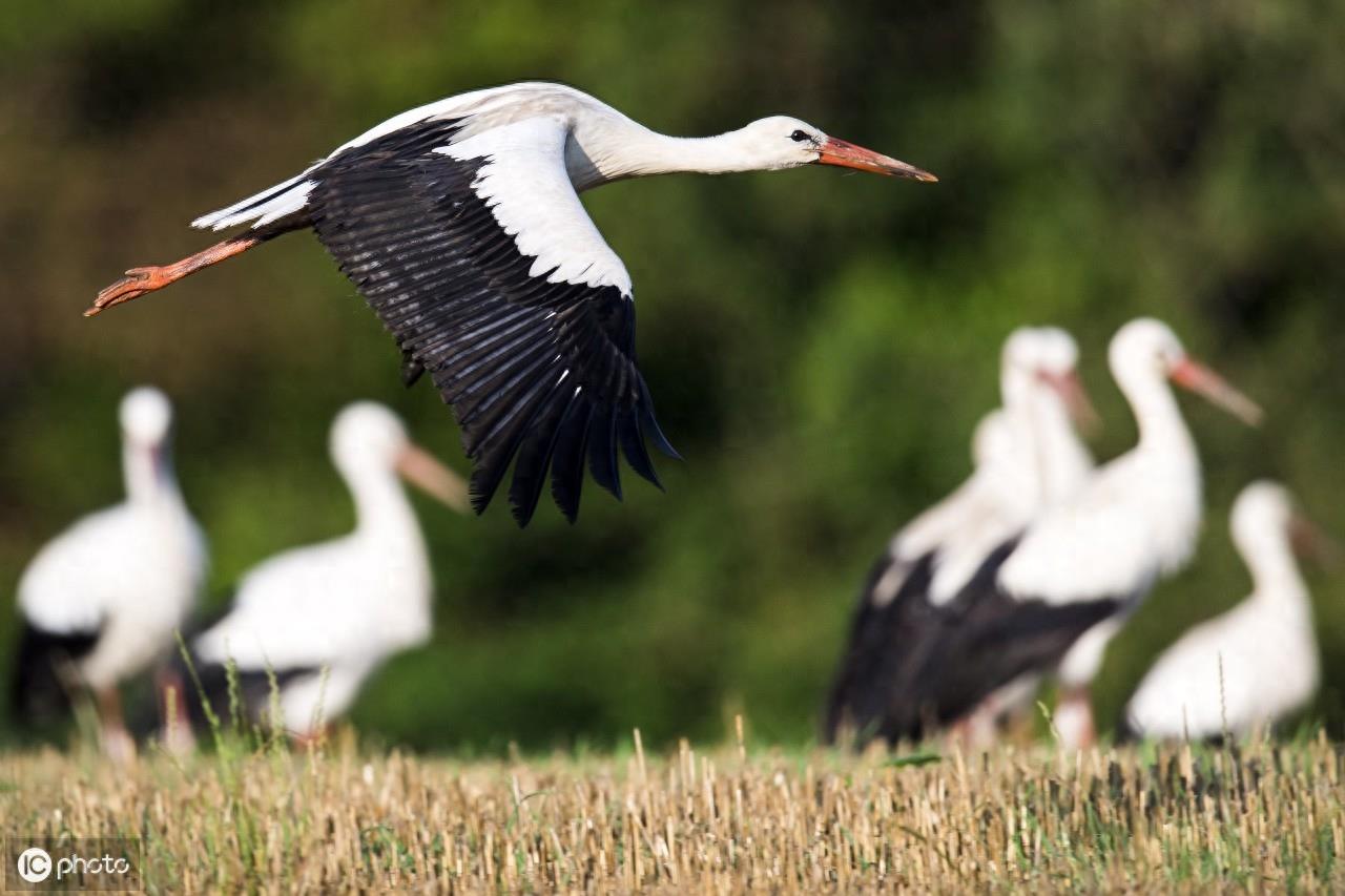 在欧洲，人们称白鹳称为“送子鸟”
