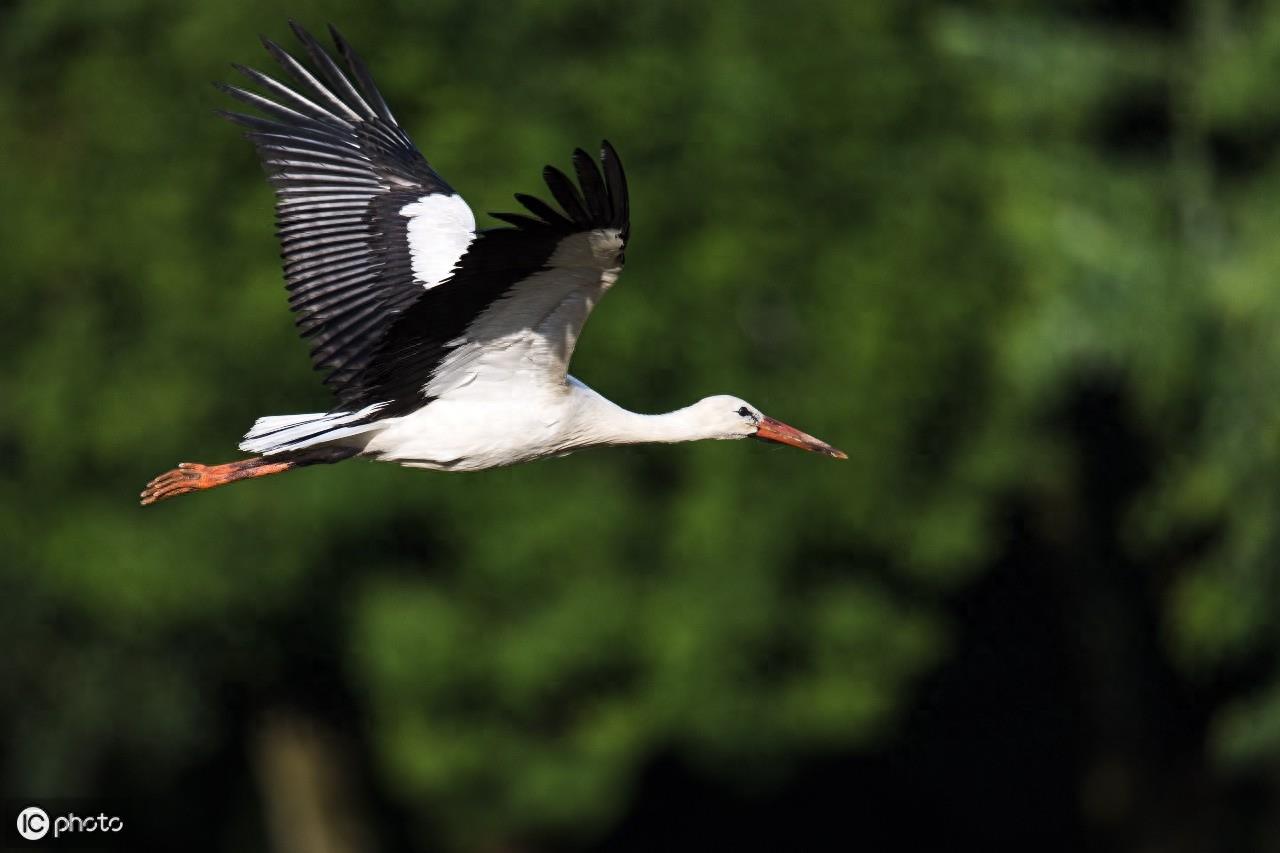 在欧洲，人们称白鹳称为“送子鸟”