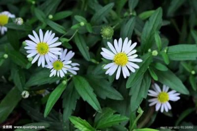 ​马兰头图片功效与作用 中药材马兰头”活瘀止血，消痈，解毒。”