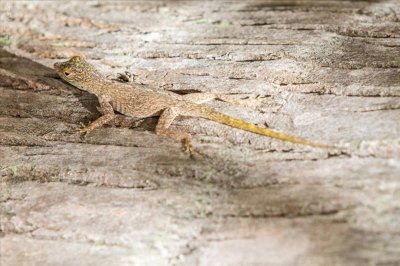 ​为什么说壁虎进家里是好运要来？壁虎进家里的吉兆有哪里？