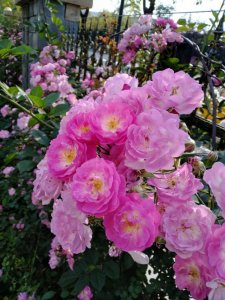 ​七年级上册《雨的四季》课文字词+批注