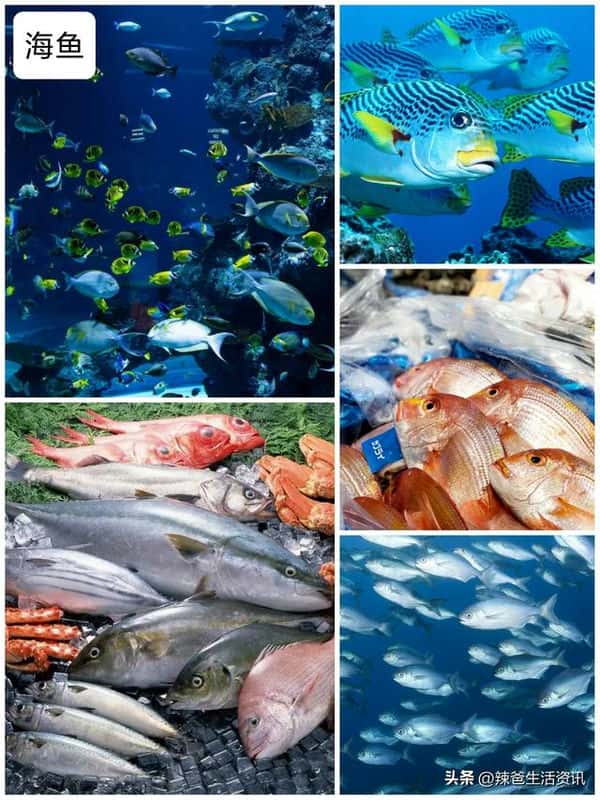 口感好的海鱼(十大最好吃的海鱼)