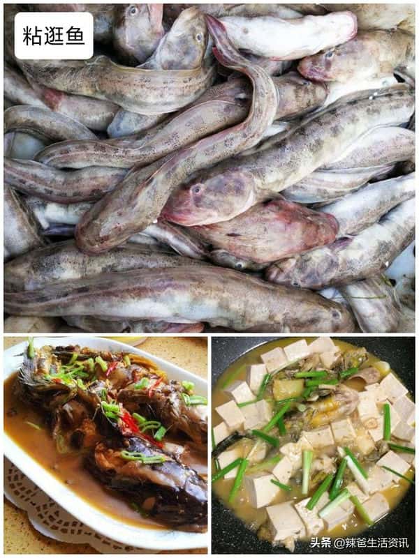 口感好的海鱼(十大最好吃的海鱼)