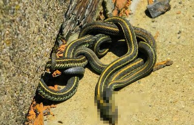 ​中国1983年蛇灾是怎么回事？揭秘关于1983年中国蛇灾始末