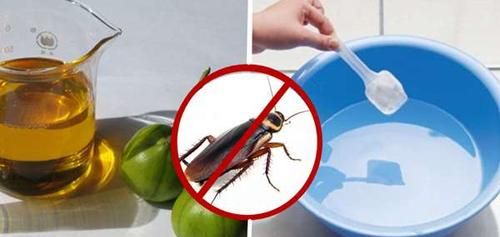 蟑螂不怕洗衣粉怎么办