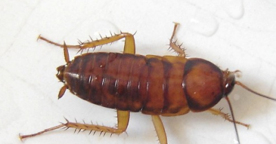 ​洗衣粉可以杀蟑螂,洗衣粉撒地上能治蟑螂吗怎么灭绝蟑螂和蚊子这种物种