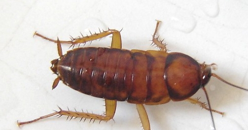 洗衣粉可以杀蟑螂,洗衣粉撒地上能治蟑螂吗怎么灭绝蟑螂和蚊子这种物种图1