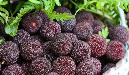 杨梅怎么保存时间长,杨梅上市的时间极短吗图6