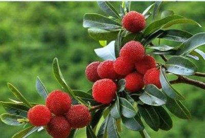 ​杨梅怎么保存时间长,杨梅上市的时间极短吗