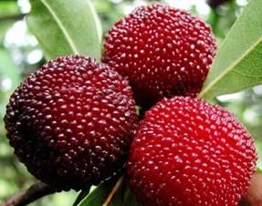 杨梅怎么保存时间长