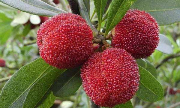 杨梅怎么保存时间长,杨梅上市的时间极短吗图8