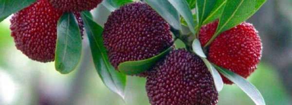 杨梅怎么保存时间长,杨梅上市的时间极短吗图7