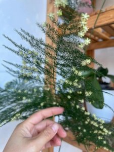 ​文竹开花寓意什么兆头风水