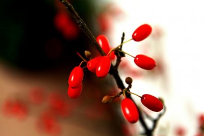 ​茱萸比喻男的什么部位(茱萸比喻男子胸前哪个部位)