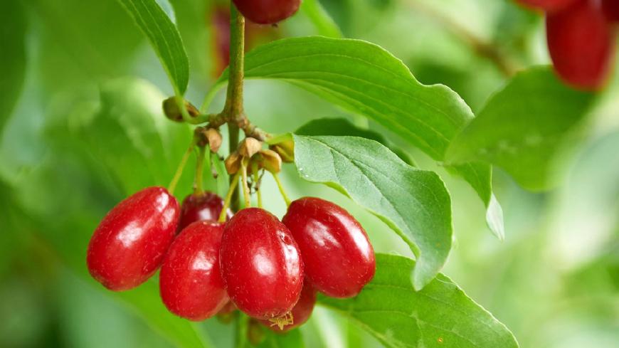 茱萸比喻男的什么部位(茱萸比喻男子胸前哪个部位)