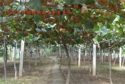 ​种树苗怎么种植（树苗如何种)