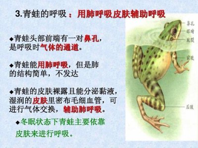 ​青蛙是通过肺来呼吸吗（除了肺之外青蛙还靠哪个器官来呼吸）