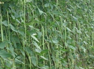 ​缸豆可以生吃吗？缸豆可以炒鸡蛋吗