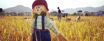 ​如何捕麻雀幼鸟绝招 如何捕麻雀可以不吓到他