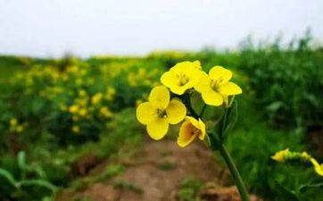 99属兔哪一年结婚最好 1999年属兔人正缘出现时间