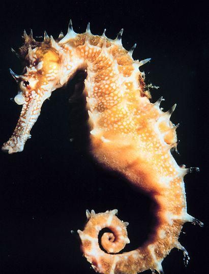 海马是哺乳动物类吗