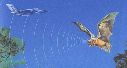 根据动物发明的东西,通过动物发明的东西有哪些100作文只写一种动物图8