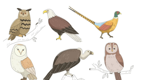 根据动物发明的东西,通过动物发明的东西有哪些100作文只写一种动物图3