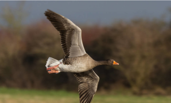 根据动物发明的东西,通过动物发明的东西有哪些100作文只写一种动物图2