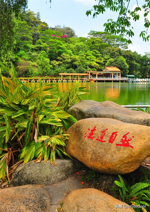 随拍公园 - 东莞 长安公园