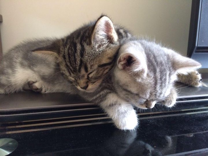 什么猫粮好猫粮排行榜前十名(10大国产猫粮推荐)