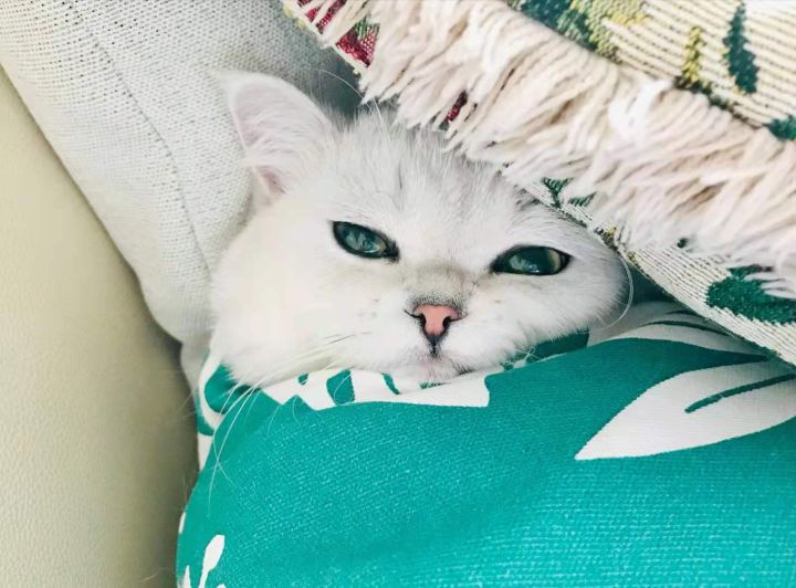 什么猫粮好猫粮排行榜前十名(10大国产猫粮推荐)