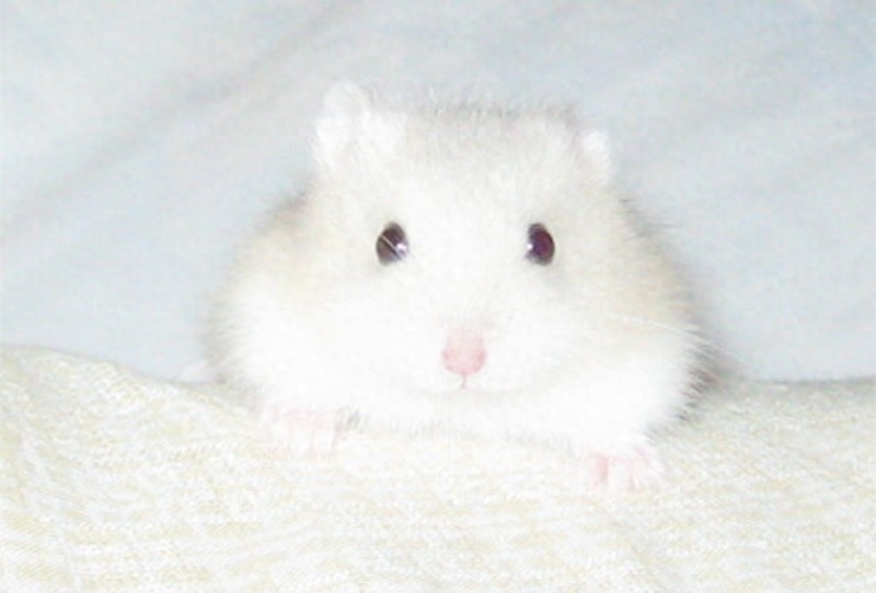小MM们最爱的萌宠：奶茶仓鼠