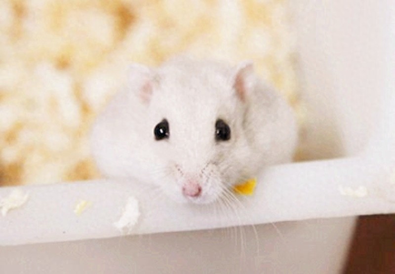 小MM们最爱的萌宠：奶茶仓鼠