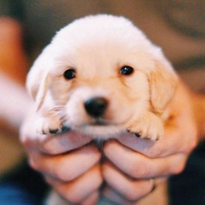 金毛头像可爱高清大全