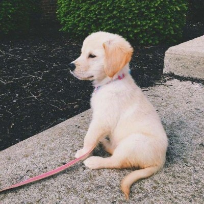 金毛头像可爱高清大全